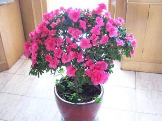 杜鹃花花期多长时间，杜鹃花一年开几次花
