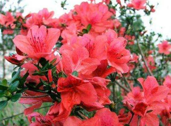 杜鹃花花期多长时间，杜鹃花一年开几次花