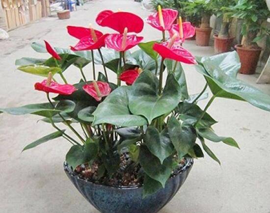 红掌什么时候开花,红掌不开花怎么办