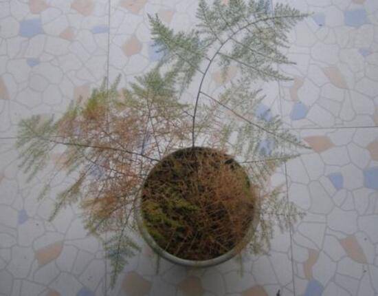 文竹烂根怎么办，文竹烂根的处理方法