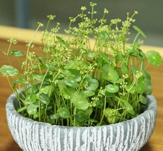 铜钱草什么时候开花,铜钱草花期多长时间(四个月)