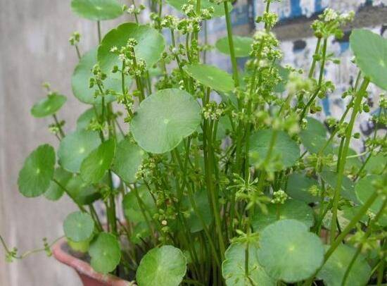 铜钱草什么时候开花,铜钱草花期多长时间(四个月)