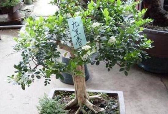 九里香怎么修剪,九里香的修剪图解