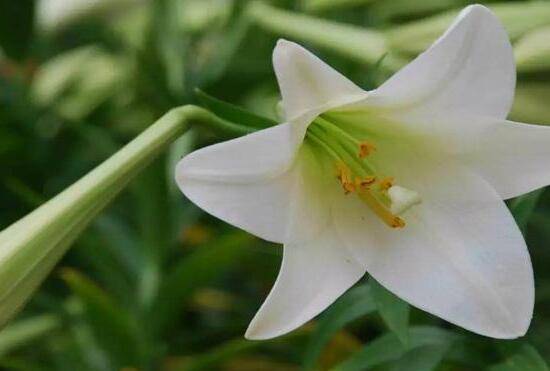 百合花怎么养,百合花的养殖方法和注意事项
