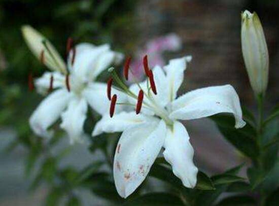 百合花怎么养,百合花的养殖方法和注意事项