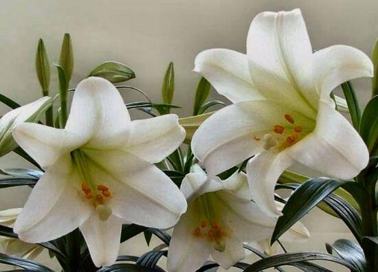 百合花的花语是什么,诠释爱情“百年好合”最美不过了