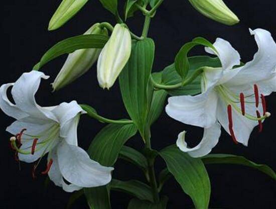 百合花的花语是什么,诠释爱情“百年好合”最美不过了