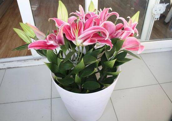 百合花多久浇次水,盆栽百合花怎么浇水/三天浇次水