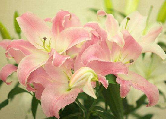 百合花什么时候开花,百合花不开花怎么办/适当光照