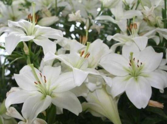 百合花什么时候开花,百合花不开花怎么办/适当光照