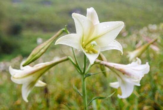 百合花花期多久,百合花开花后怎么处理/施肥浇水养护