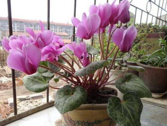 仙客来花期多久,仙客来花谢了怎么处理