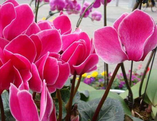 仙客来花语及寓意,不同颜色仙客来花语含义