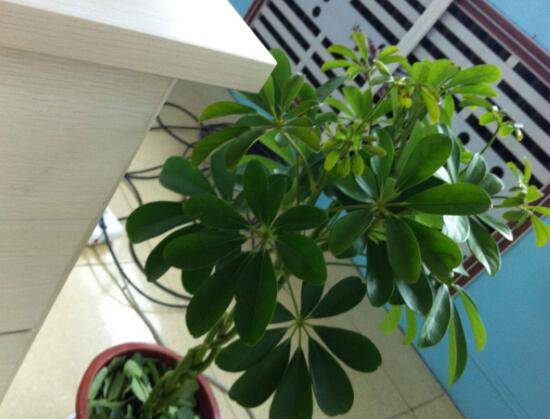 发财树的品种有哪些，发财树图片品种大全