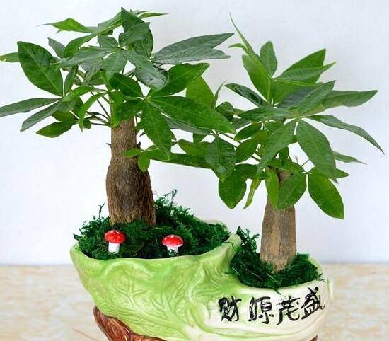 发财树怎么管理,发财树夏季的管理方法