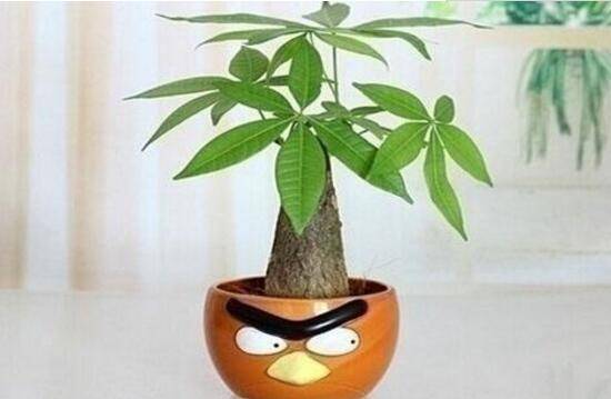 发财树怎么管理,发财树夏季的管理方法