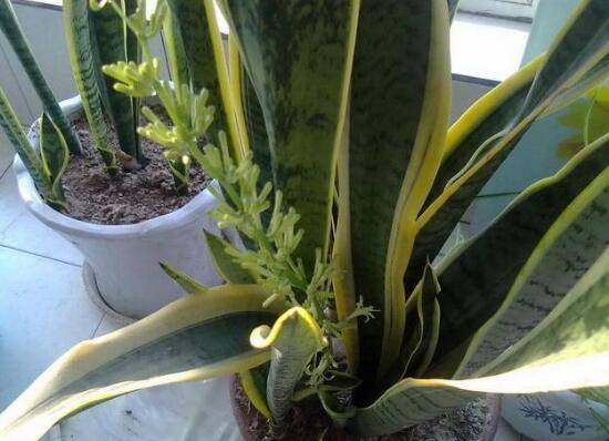 虎皮兰什么时候开花,虎皮兰开花有什么兆头