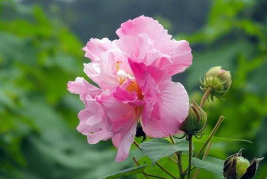 芙蓉花什么时候开,芙蓉花一年开几次花