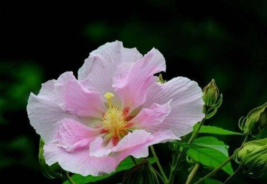 芙蓉花什么时候开,芙蓉花一年开几次花