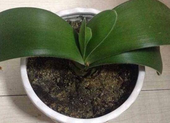 君子兰种子怎么种,君子兰种子种植方法