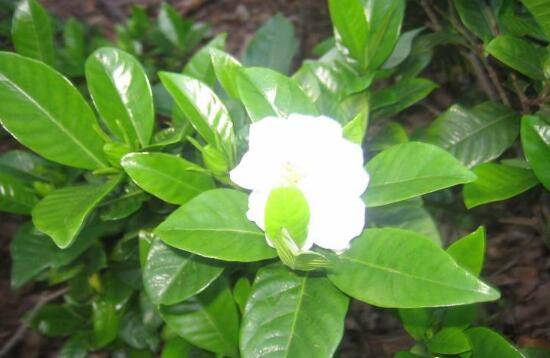栀子花夏天怎么养，栀子花夏天养殖方法