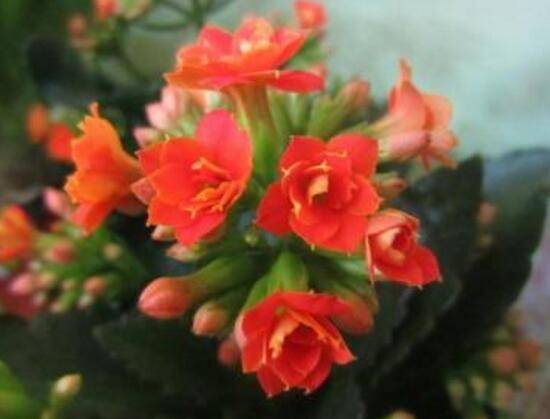 长寿花什么时候开花,长寿花一年开几次花