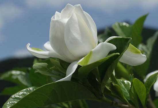 栀子花浇什么水好,栀子花多久浇一次水