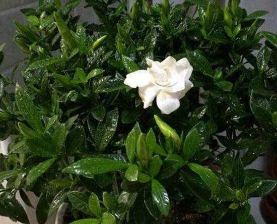 栀子花浇什么水好,栀子花多久浇一次水