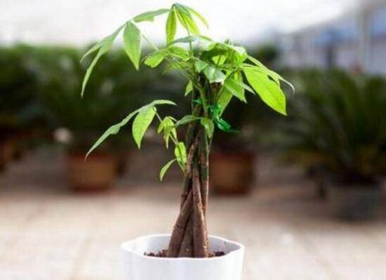 发财树在北方好养吗，北方如何养好发财树