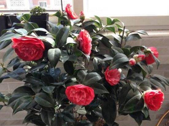 家里为什么不能养茶花,茶花的寓意是什么