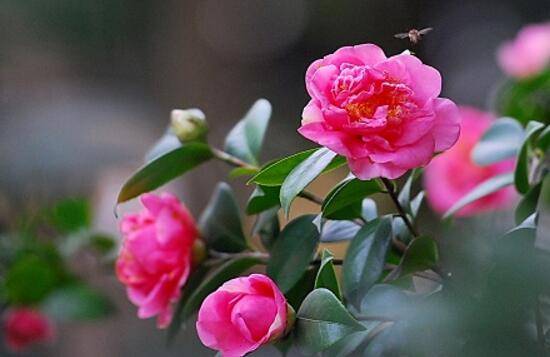家里为什么不能养茶花,茶花的寓意是什么