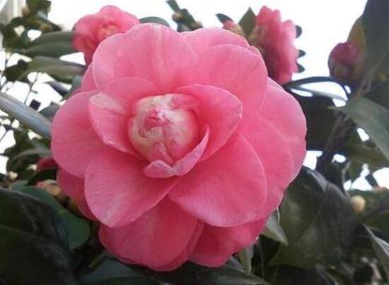 家里为什么不能养茶花,茶花的寓意是什么