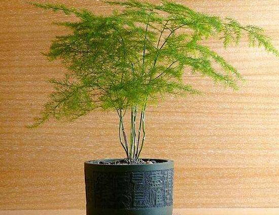 文竹病虫害有哪些,文竹的病虫害防治