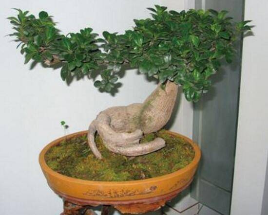 榕树盆景怎么翻盆，榕树换盆注意事项