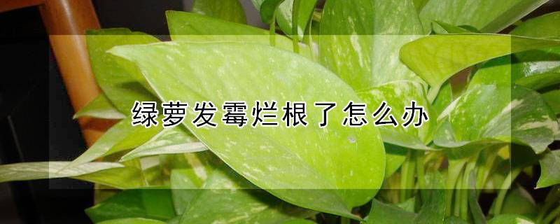 绿萝发霉烂根了怎么办