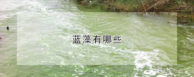蓝藻有哪些