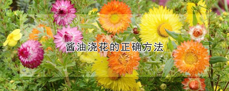 酱油浇花的正确方法