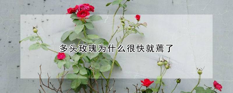 多头玫瑰为什么很快就蔫了