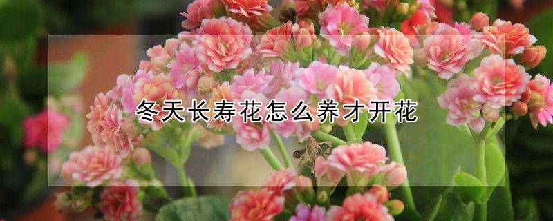 冬天长寿花怎么养才开花