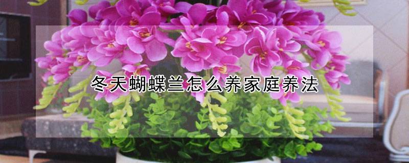 冬天蝴蝶兰怎么养家庭养法