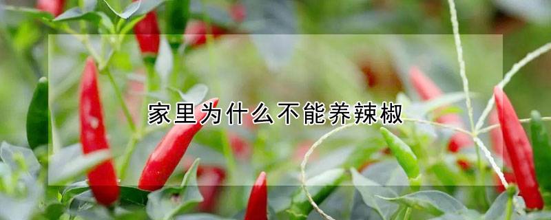 家里为什么不能养辣椒