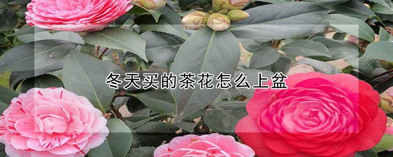 冬天买的茶花怎么上盆
