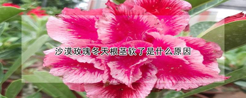 沙漠玫瑰冬天根茎软了是什么原因