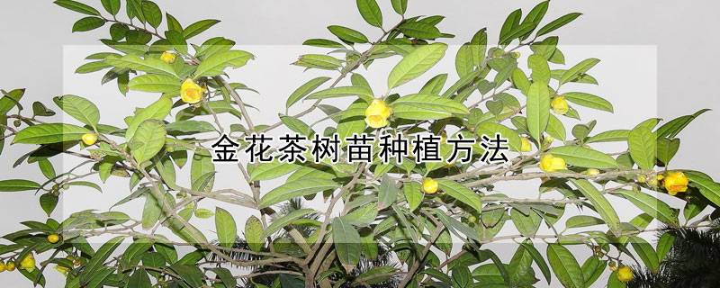 金花茶树苗种植方法