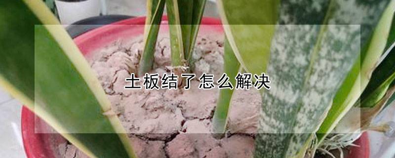 土板结了怎么解决