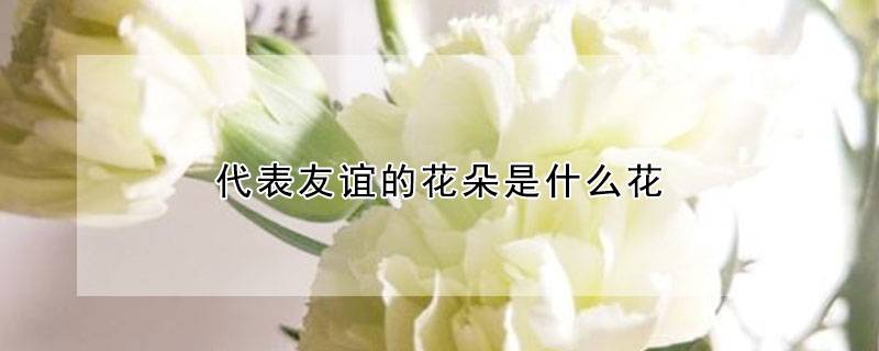 代表友谊的花朵是什么花