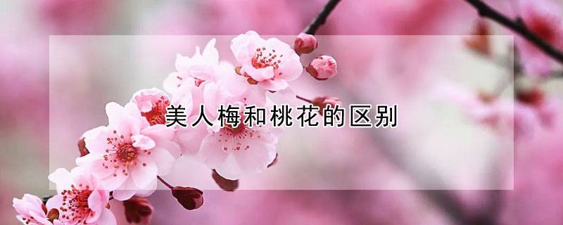 美人梅和桃花的区别
