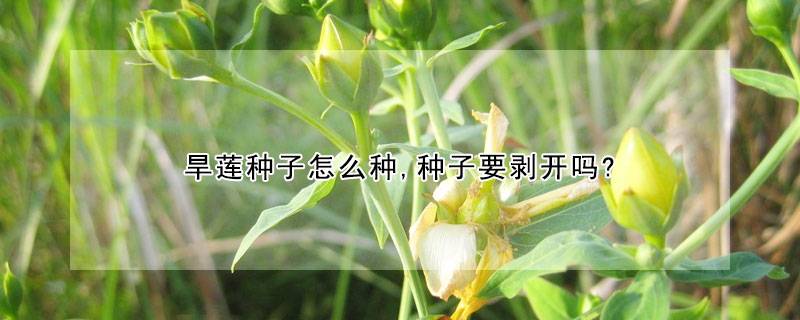 旱莲种子怎么种,种子要剥开吗?