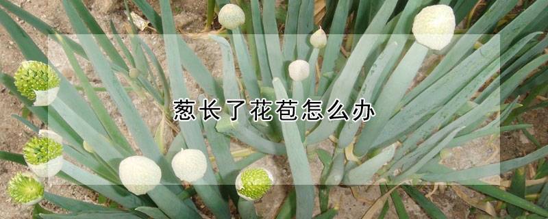 葱长了花苞怎么办