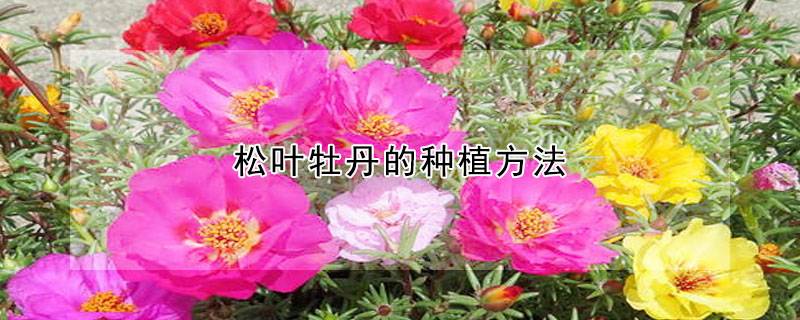 松叶牡丹的种植方法